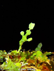 I find this ghost pipefish during the night dive near the... by Hiro Yoshida 